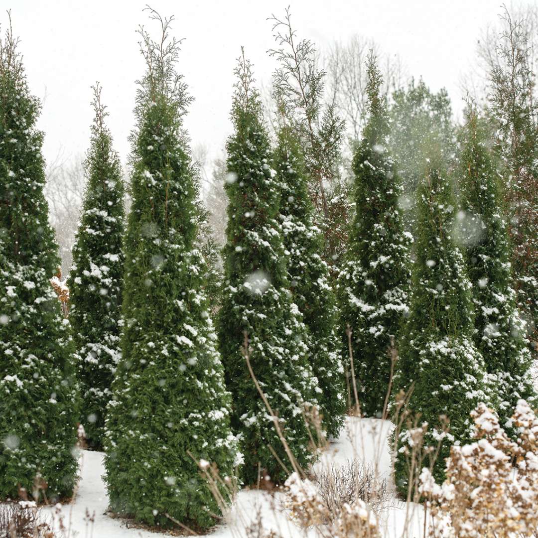 north pole arborvitae growth rate